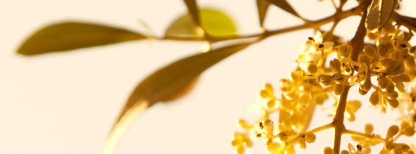 Eleon restaurant for refined traditional Greek cuisine in Nuremberg