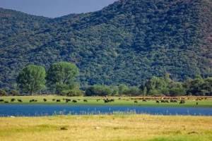 Serres – Kalostous