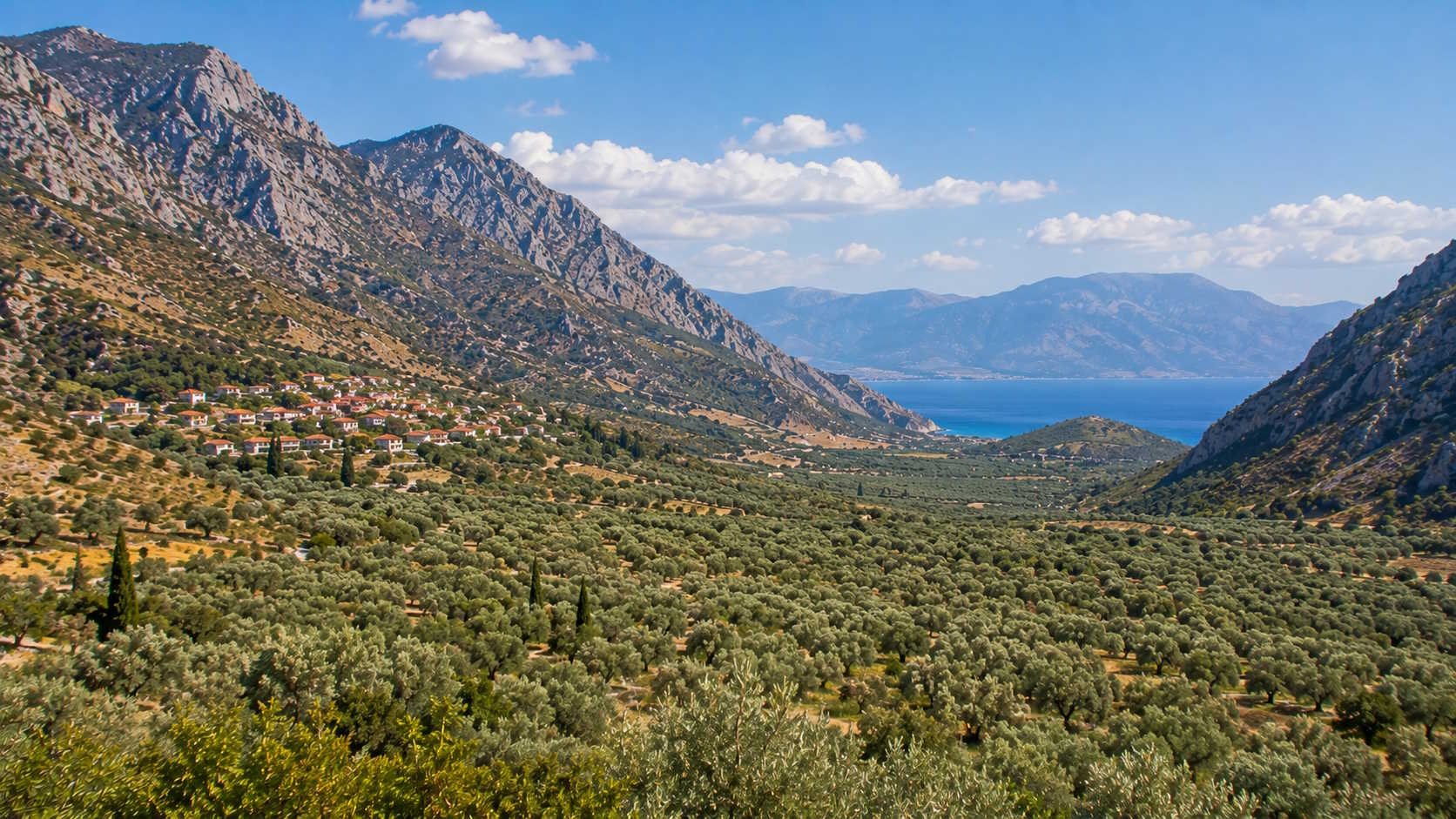Mountain valley with olive groves and coastal landscape in Fokida, Greece